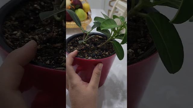 N⁰-141. МАДАГАСКАР ЖАСМИН ГУЛИНИ 2-ХАФТАЛИК УЗГАРИШИ... смотреть онлайн