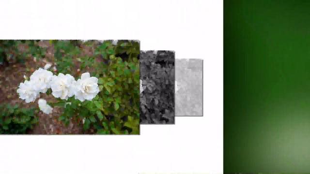 FLOWERS Of The World GARDEN   Gardenias Gardenia Jasminoides Flower 2023 #54