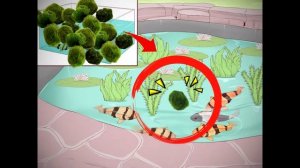 ?Очистка пруда РАСТЕНИЯМИ! Теперь не будет водорослей, мутной и зелёной воды в пруду, как избавитьс