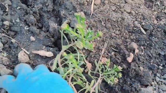 УЧАСТОК НОМЕР 1. ПОЛНЫЙ ВЕСЕННИЙ ОБЗОР. смотреть онлайн