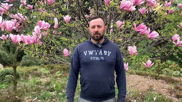 МАГНОЛІЯ – квітка ери динозаврів ? Як посадити магнолію? ? смотреть онлайн