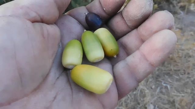 Acorns of Quercus ilex , and also Wild Almonds next to Guadalhorce , Spain 30 August 2019 смотреть онлайн