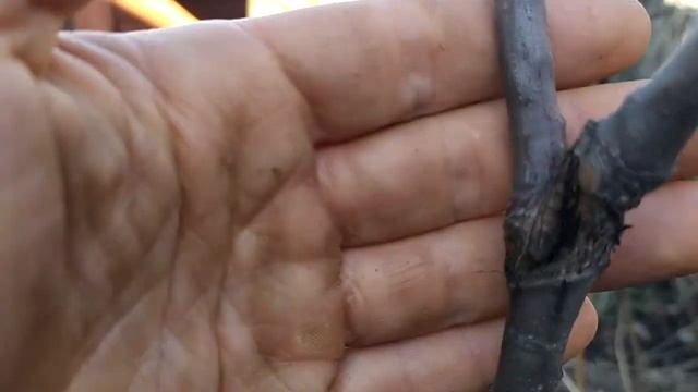 ГЛАВНОЕ правило обрезки деревьев смотреть онлайн