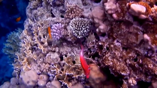 Коралловый риф и его жители смотреть онлайн