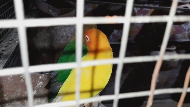 Lovebird Aviary | Lovebird Sound | My Aviary In Night | звук неразлучников Zvuk Nerazluchnikov