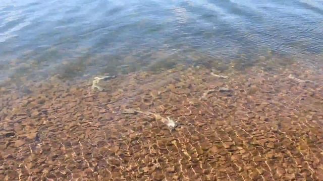 Приплыли ! Озеро Большое Шарыповский район. Гибель рыбы по не известной причине. смотреть онлайн