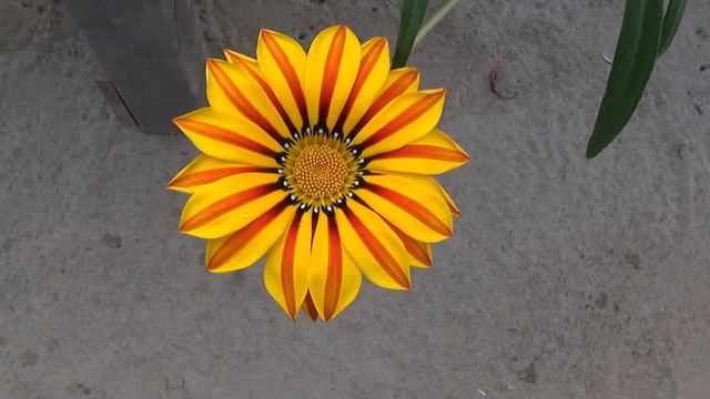 Gazania Flower Growing Guide смотреть онлайн