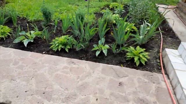 #ирис #бородатый #голубой / Ирис бородатый голубой Блю Ритм ( лат. iris Blue Rhythm) смотреть онлайн