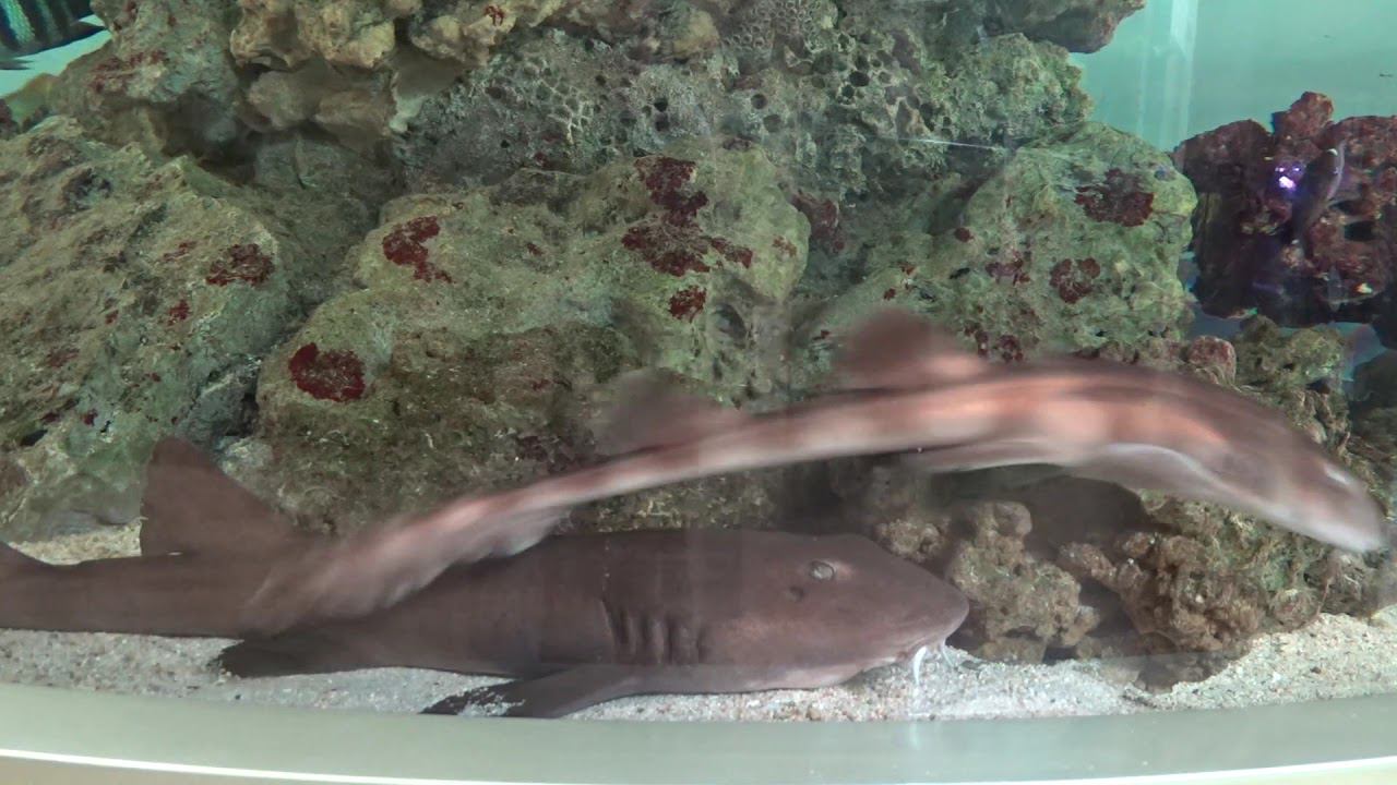 #Акулы - кошки в салоне #аквалого смотреть онлайн