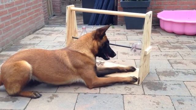 Видео животные приколы. Видео собаки юмор. Умная собака. Video Animals Dogs