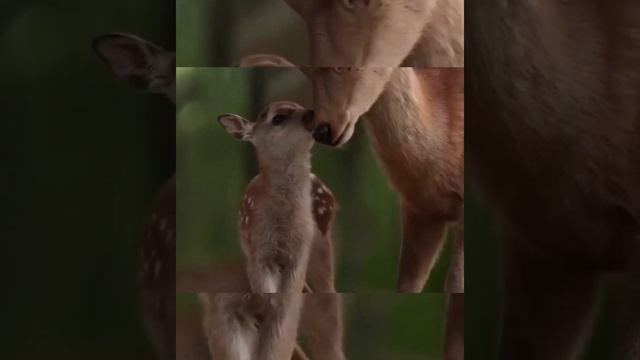 Ангел и я смотреть онлайн