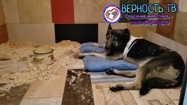 Грозного Мишу сбил автомобиль ночьью. Он остался жив, ТОЛЬКО благодаря экстренной помощи людей! смотреть онлайн