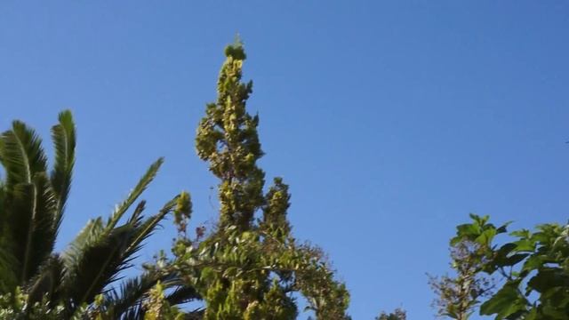 Sony NEX-5N Full HD Sample Video смотреть онлайн