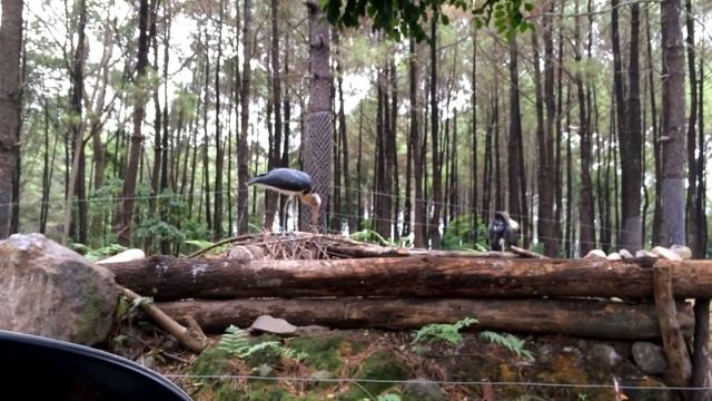 Таман Сафари Парк, дикие животные смотреть онлайн