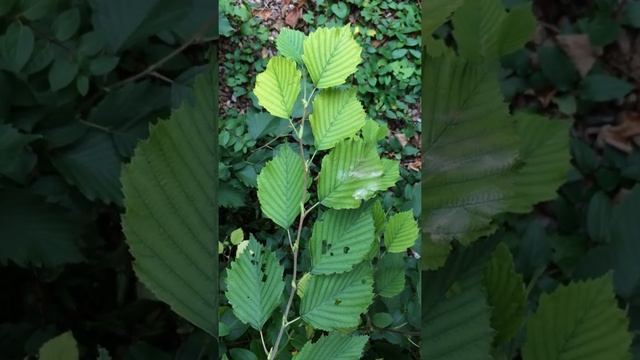 Grey alder (Alnus incana) - leaves - October 2017 смотреть онлайн