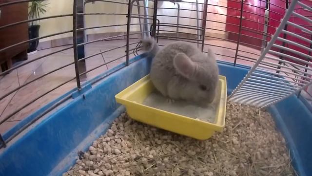 Камера SJCAM 5000+ . Отчет. Год эксплуатации. смотреть онлайн