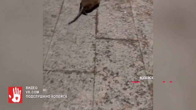 В Копейске поймали огромную "крысу", однако она оказалась не той, за кого её приняли смотреть онлайн