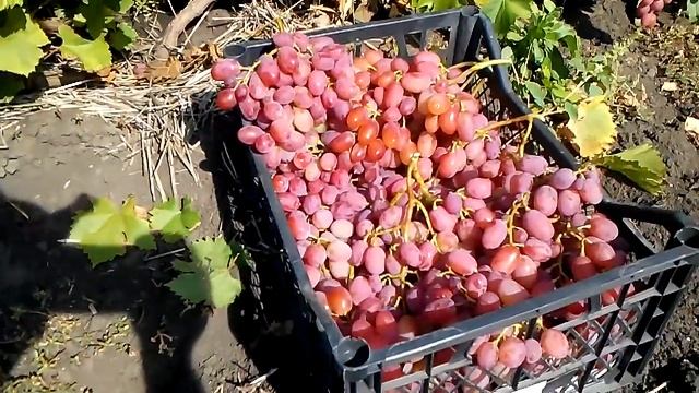 Виноград Гелиос 2018год