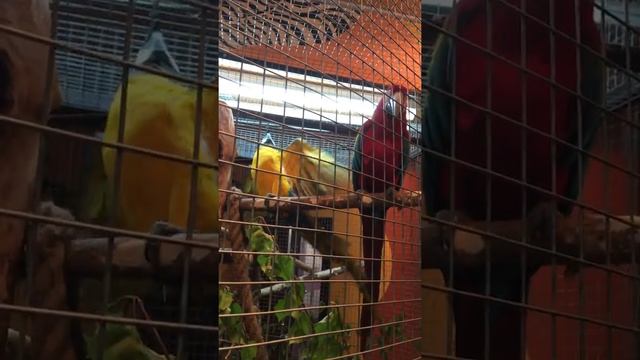 Попугай ходит по потолку Самые редкие животные мира смотреть онлайн