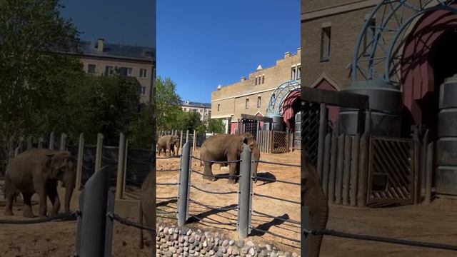 СлоНы москОвский зОопарк🐘🥰👍ELEPHANTS MOSCOW ZOO🐘🥰👍 смотреть онлайн