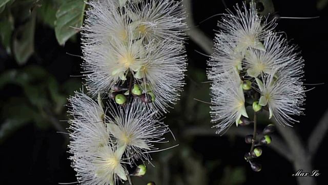 Flower－ Time-lapse Photography смотреть онлайн