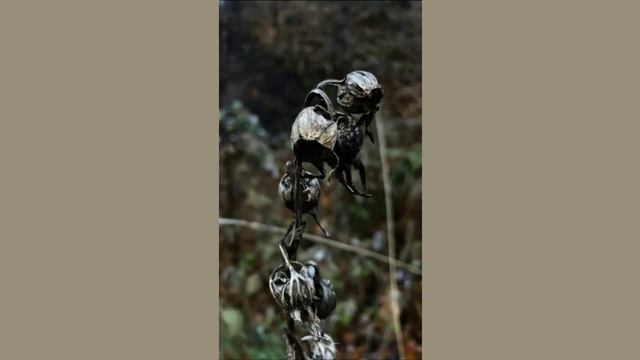 Александр Бон. Увядающая природа. Истории 12.11.17 г. смотреть онлайн