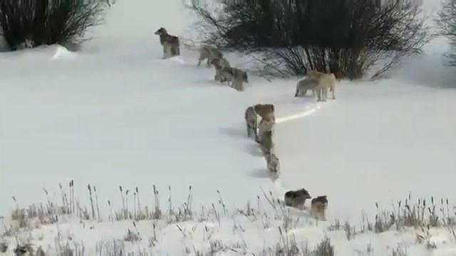 Стая волков... смотреть онлайн