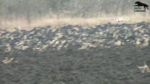 Охота с собаками на зайца. Охота с хортыми борзыми. 2 часть. 2022-2023г