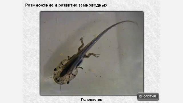 Размножение и развитие земноводных смотреть онлайн