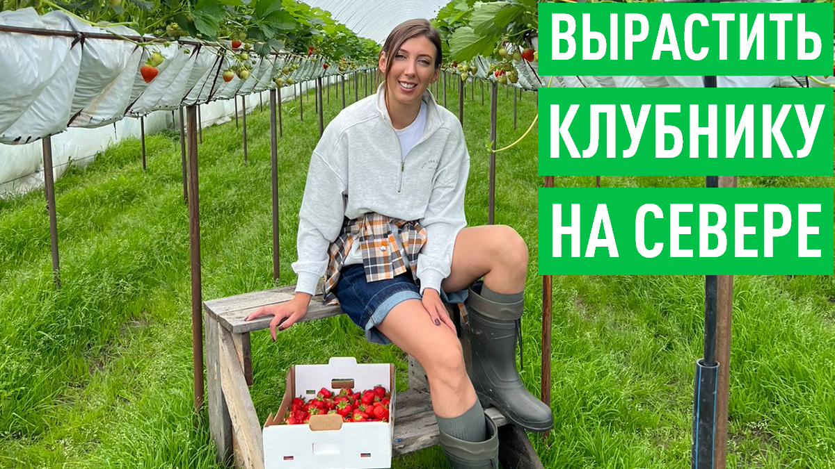Как выращивают клубнику на Севере смотреть онлайн