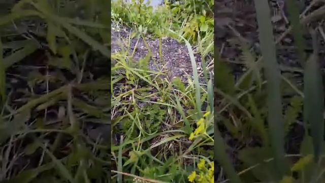 МЫ ПОЙМАЛИ ЛЯГУШКУ! смотреть онлайн