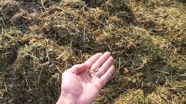Курган из однолетки: смесь гороха и овса. 28 июля 2017 г смотреть онлайн