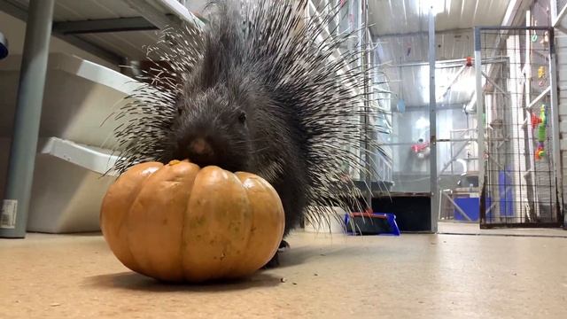 Праздник для дикобраза. Вредитель бахчи! смотреть онлайн