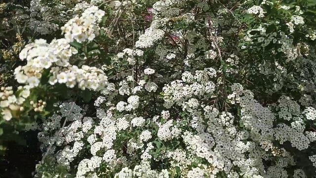 Spirée van houttei pour vos haies fleuries смотреть онлайн