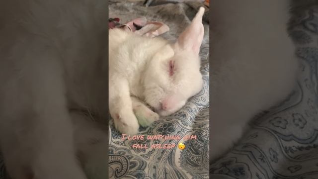 Daily Care for ạ Paralyzed Rabbit #love #pets #sleep #cute #baby #bunny #dailyvlog #shorts #short смотреть онлайн