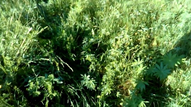 Музыкальные Каверы