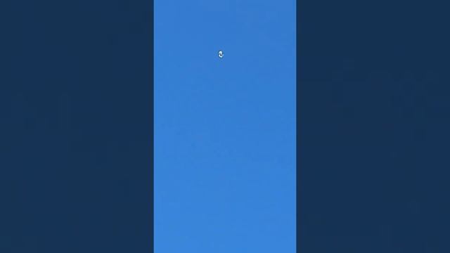 серпастые голуби в Ростове-на-Дону у Георгия смотреть онлайн