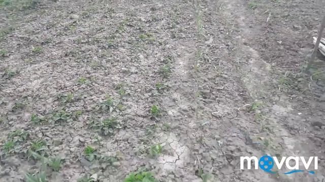 На #даче рост #горох и #клубника_цветы 29 03 2020 смотреть онлайн