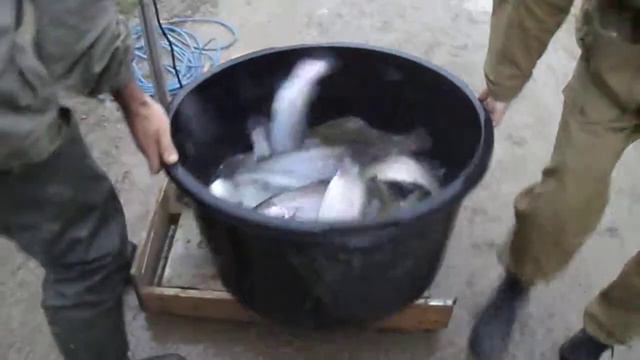 ДИКИЙ КАРП - зарыбление смотреть онлайн