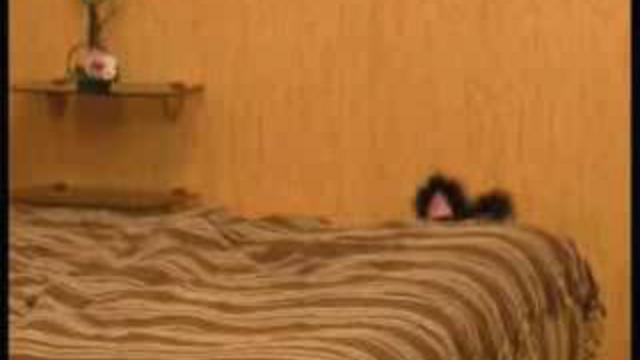 кошечка  Angelika