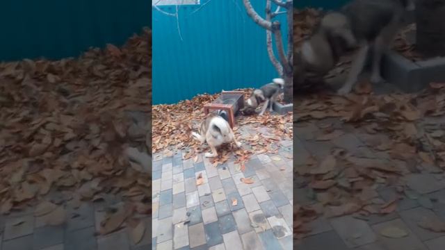 Притравка по барсуку щенки из под собак Суппеса А.Г. смотреть онлайн