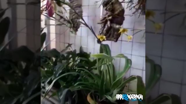 Выставка орхидей .Италия. смотреть онлайн