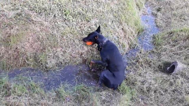 Доберман принимает лечебные ванны смотреть онлайн