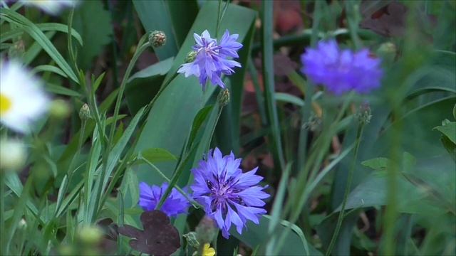 Плечевые суставы Настрой для женщин смотреть онлайн