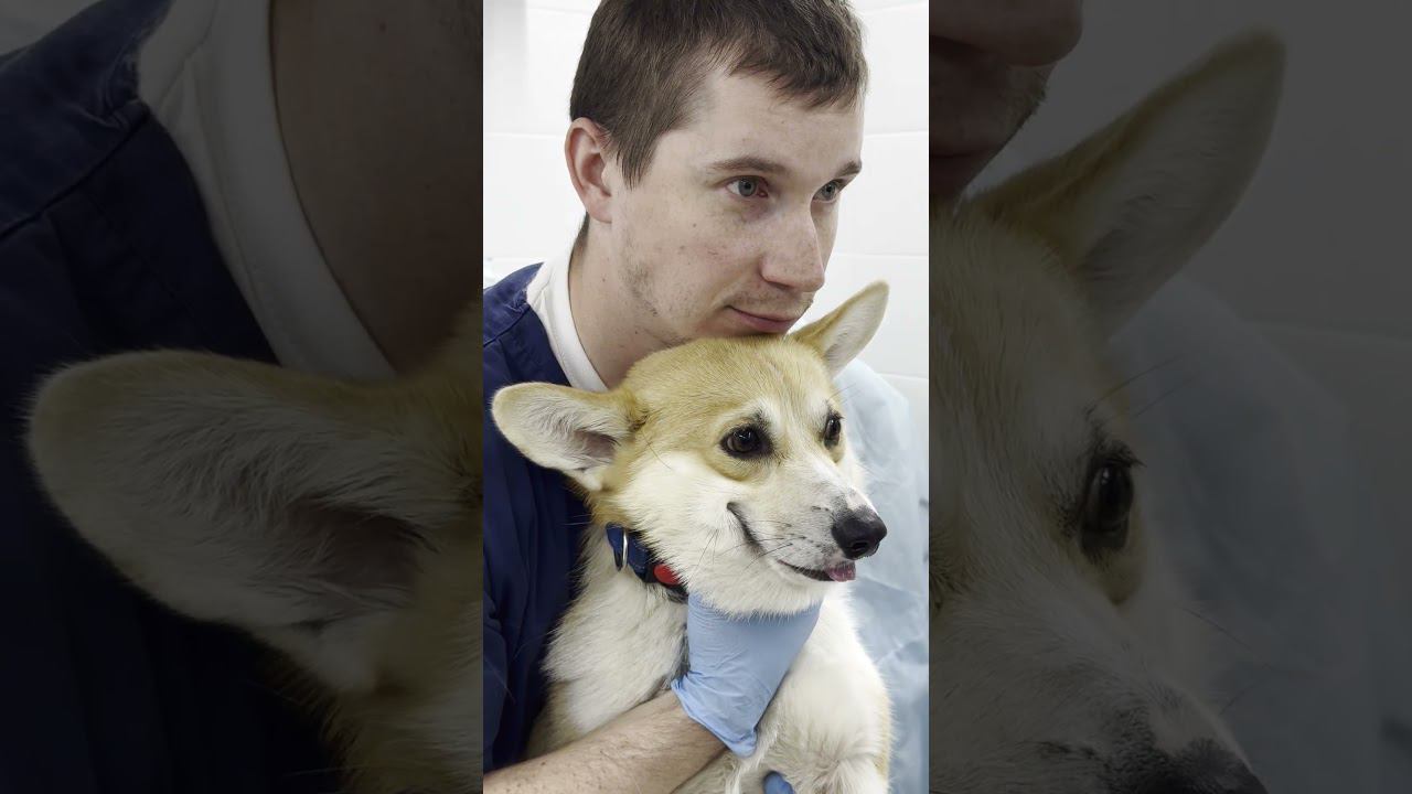 Мы помогли корги Бурбону #ветеринария #ветеринарнаяклиника #будниветеринара #животные #корги #собака смотреть онлайн
