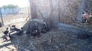 муларды дают потомство!!!! Дети мулардов!!!