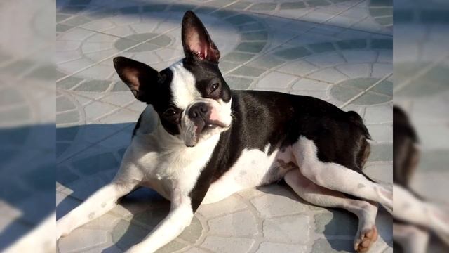 Бостон терьер. Плюсы и минусы, Цена, Как выбрать, Факты, Уход, История смотреть онлайн