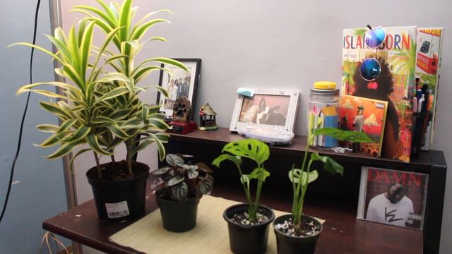 Plant Haul: Monstera Adansonii, Peperomia, Dracaena Reflexa смотреть онлайн