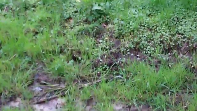 Beek Ubbergen Sleutelbloem (Primula) 21 april 2012 смотреть онлайн