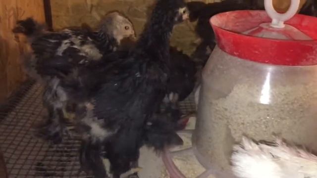 Цыплята Брама, месяц и неделя ! смотреть онлайн